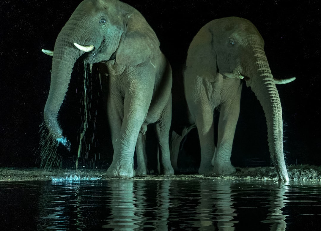 Thầy bói xem voi: Truyện cười và bài học cuộc sống