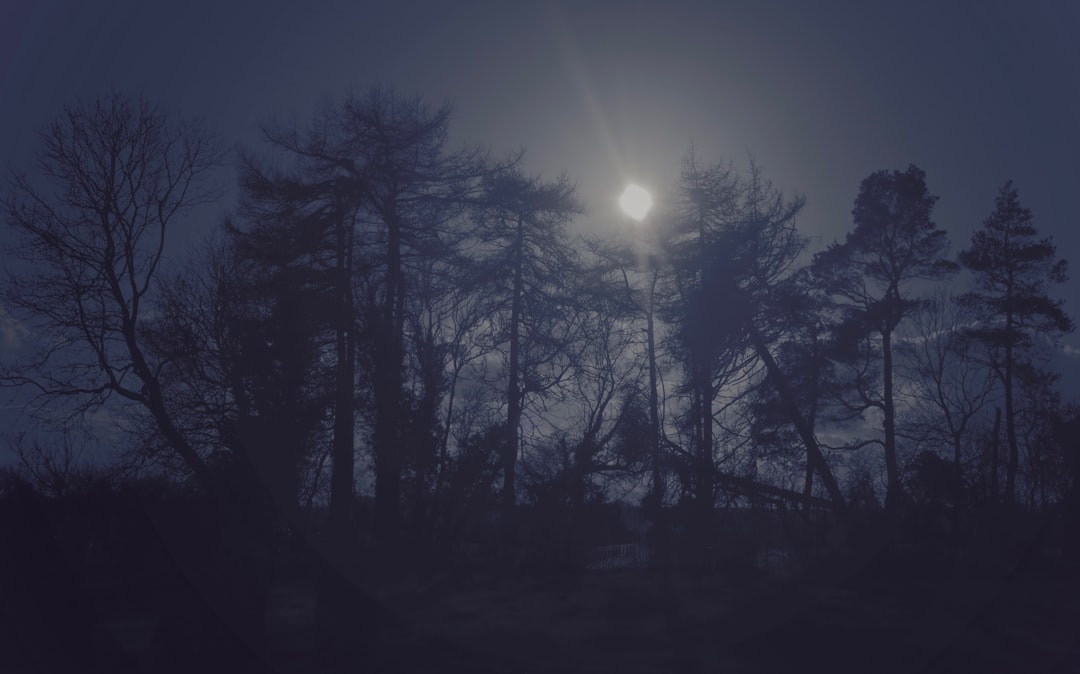 ánh trăng xuyên rừng