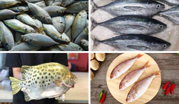 các loại cá tươi ngon