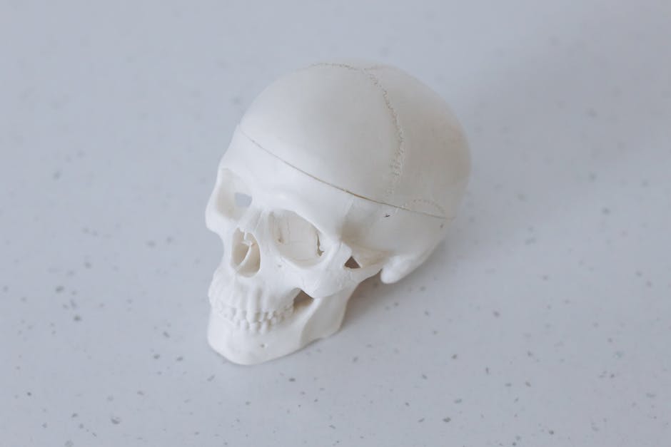 cấu trúc xương người