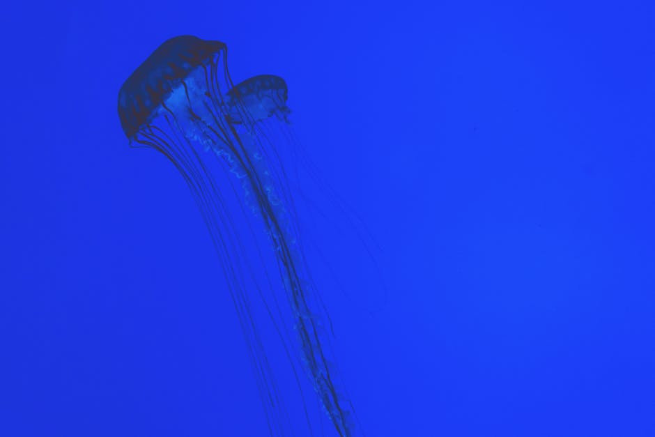 chụp màn hình tự do