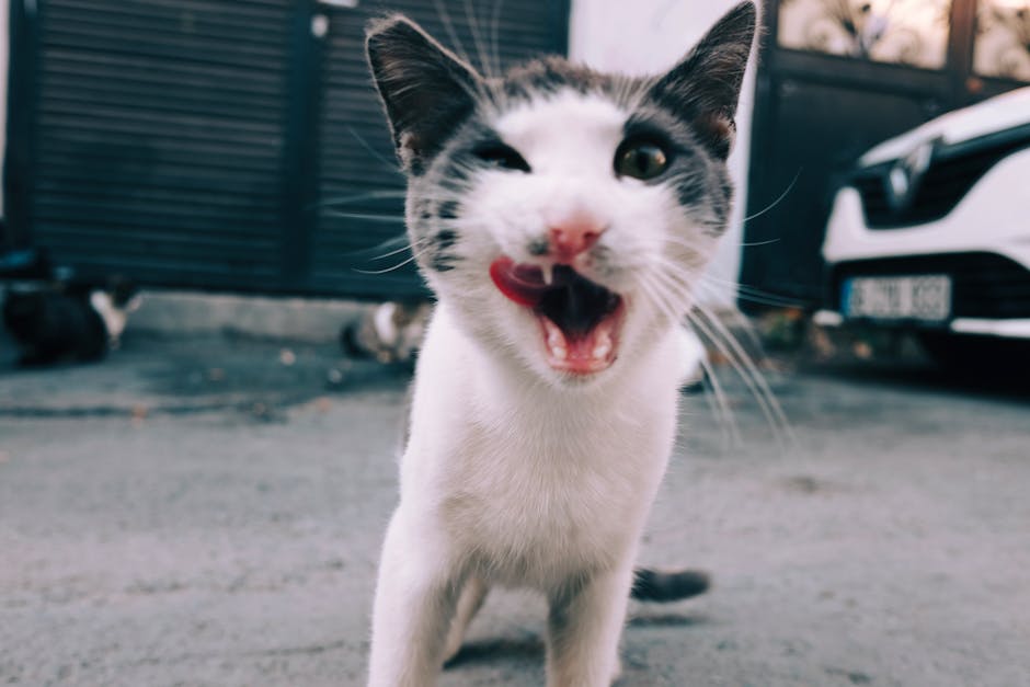 con mèo đang liếm mỡ