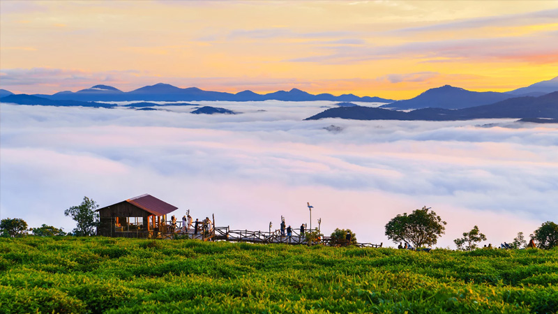 đồi chè Cầu Đất Đà Lạt