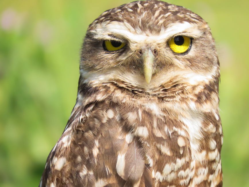 gen di truyền mắt