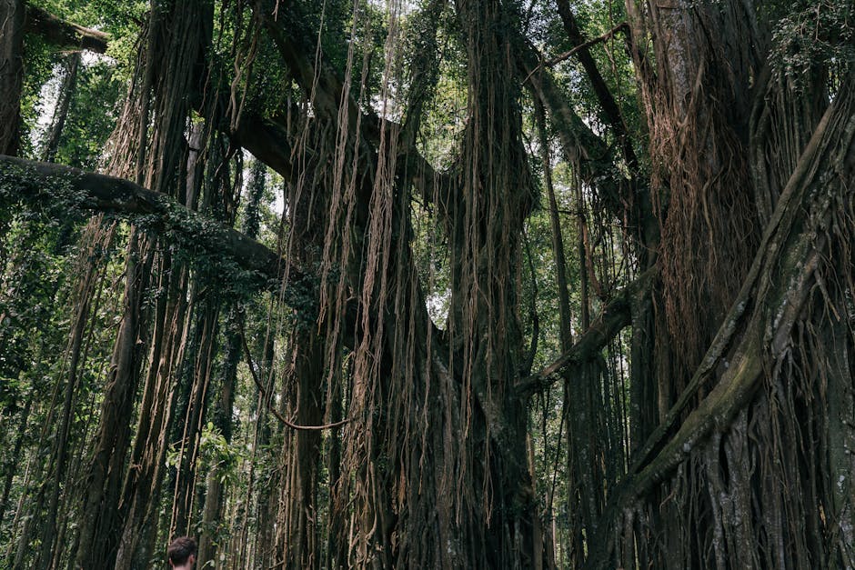 gốc cây đa cổ thụ