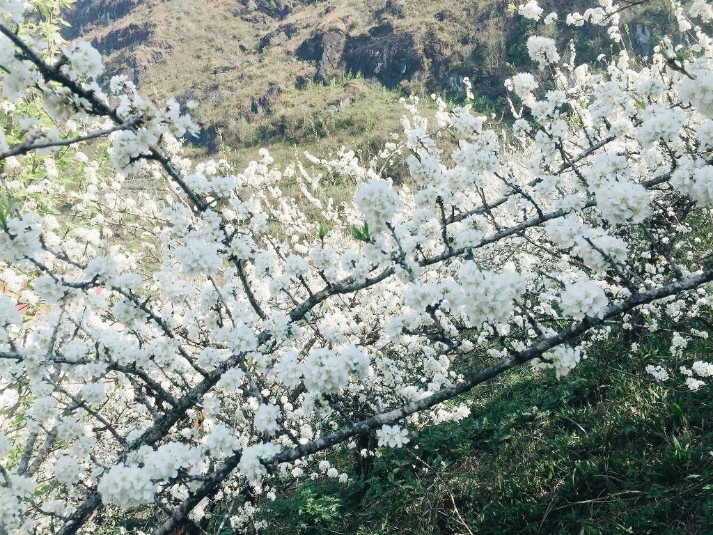 hoa mận trắng Sapa mùa xuân