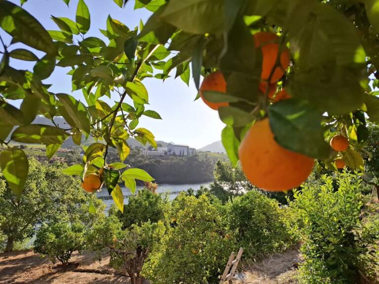 Giải mã bí ẩn: Vì sao lá cây luôn khoác màu xanh tươi?