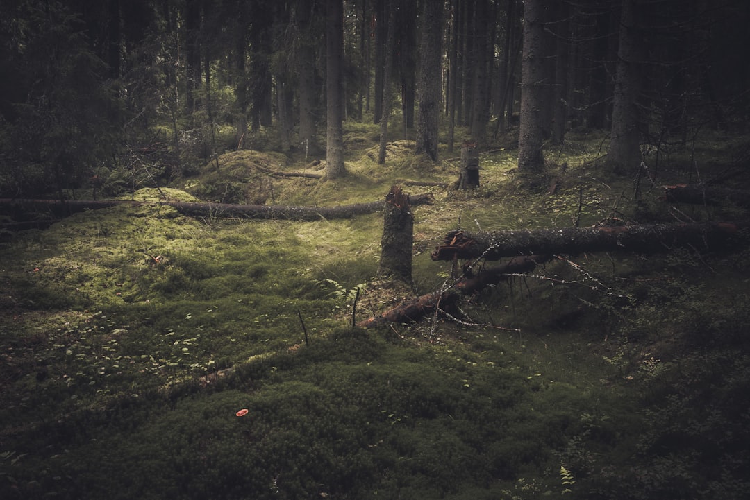 người đi rừng lạc