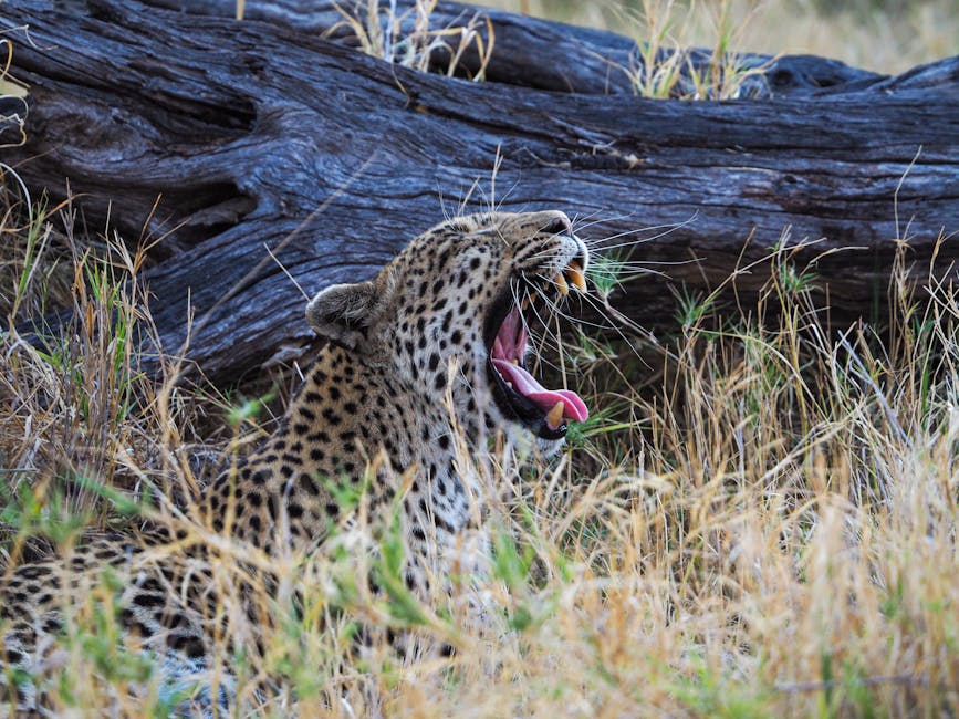 người ngáp lây lan