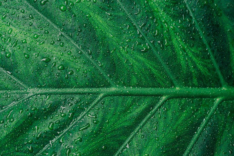 quá trình quang hợp