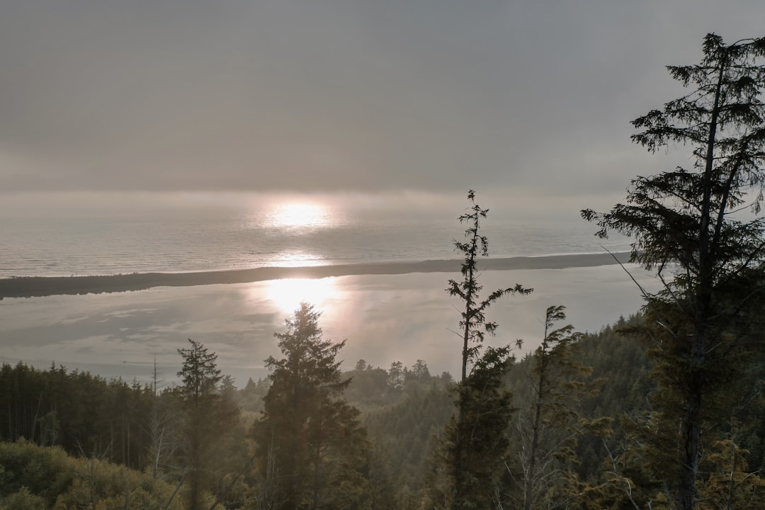 rừng dương hoang sơ