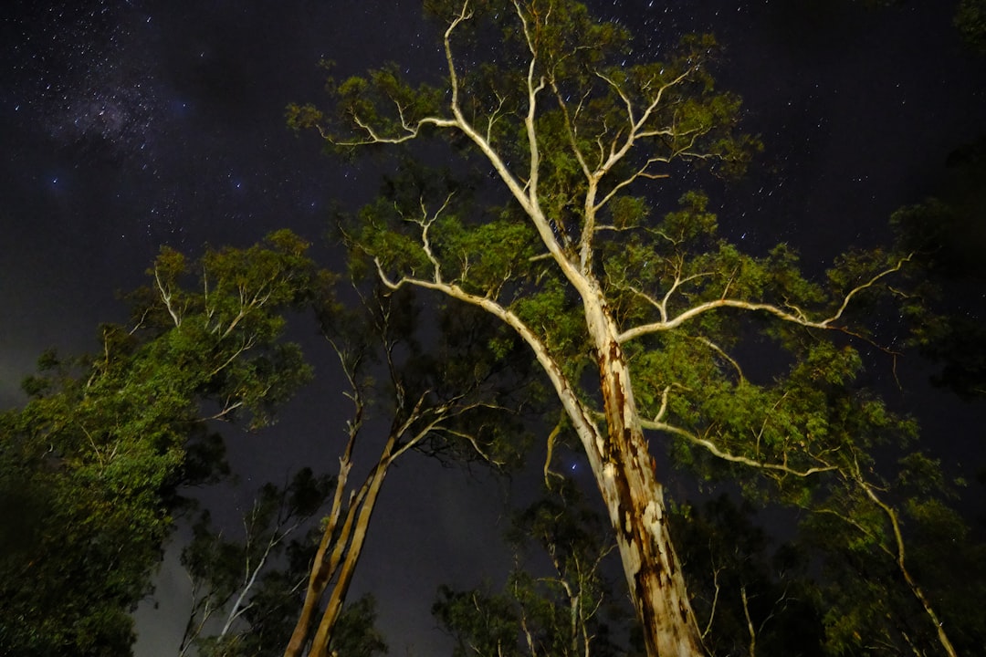 Truyện ma bịt mặt rừng keo: Ám ảnh kinh hoàng hay lời đồn?