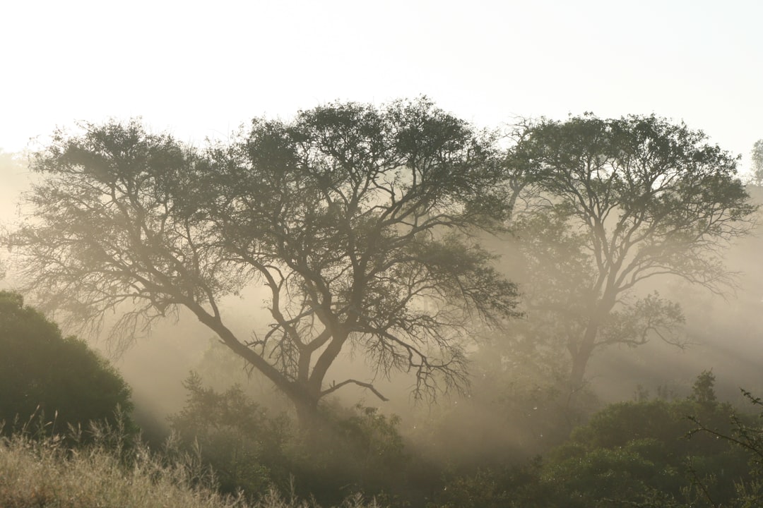 rừng keo sương mù