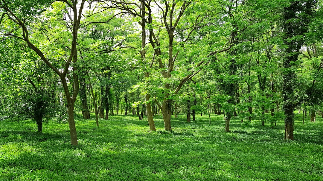 rừng xanh sạch đẹp
