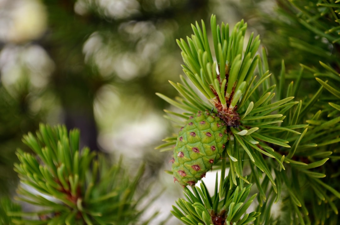 vườn quốc gia xanh