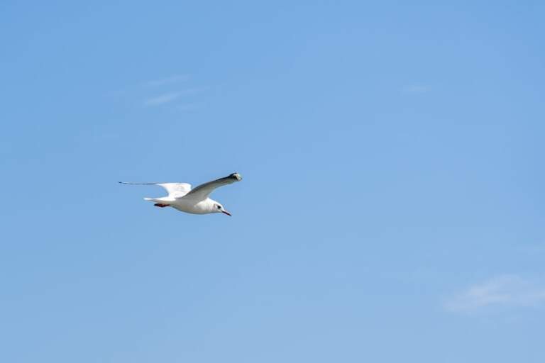 Chim bay trên bầu trời