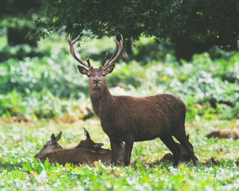 Con hươu đực với bộ gạc lớn đang đứng trong rừng