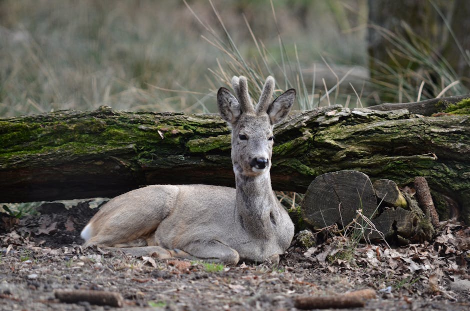 Gạc hươu đã rụng trên nền đất rừng