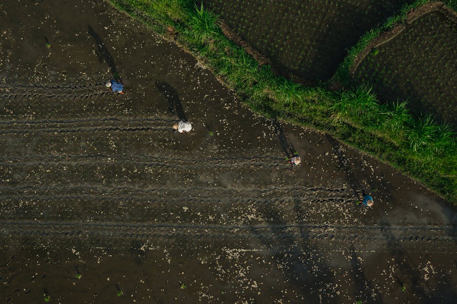 người làm việc từ xa