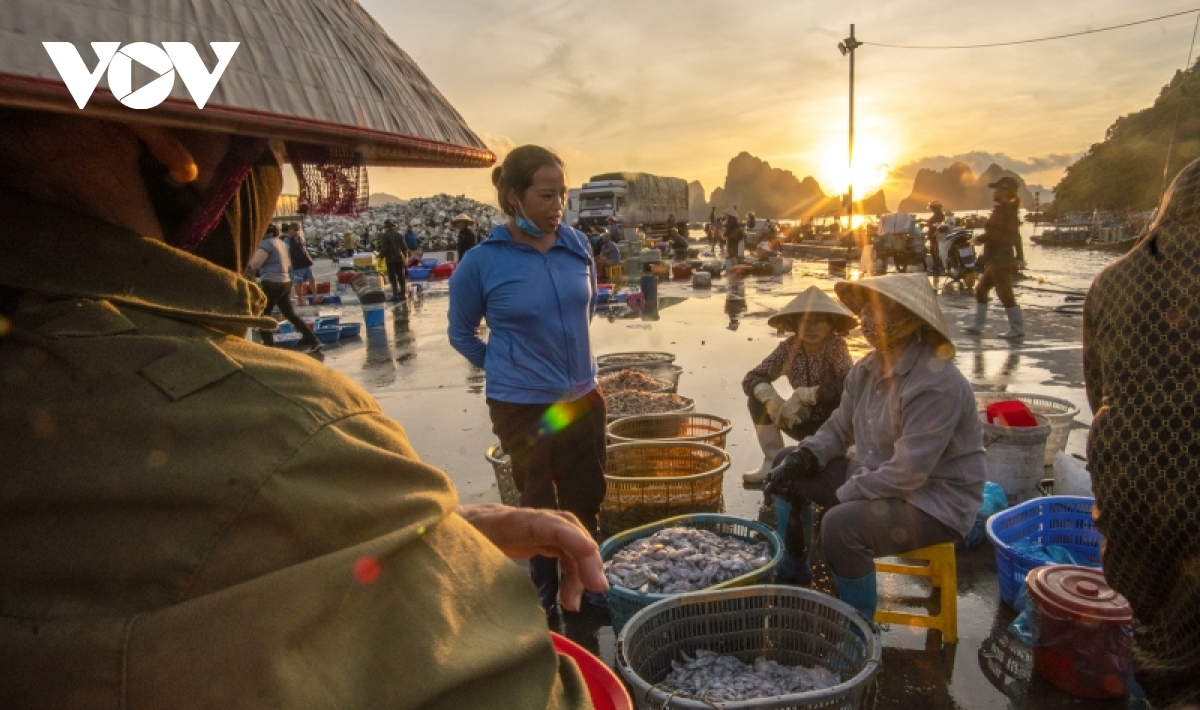 Người phụ nữ chọn tôm tươi tại chợ