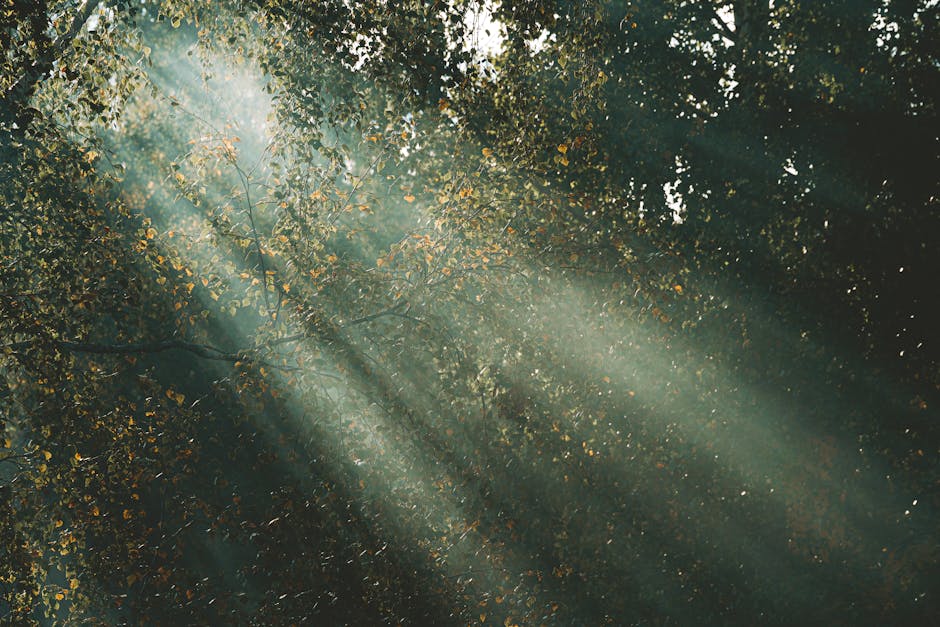 Ánh sáng xuyên qua tán lá rừng