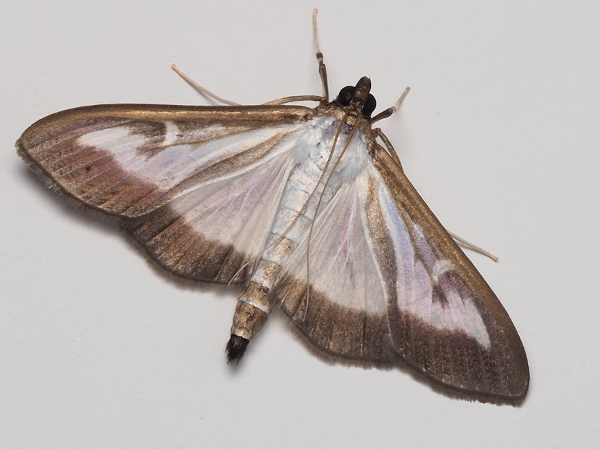 Bướm đêm bay trong đêm tối