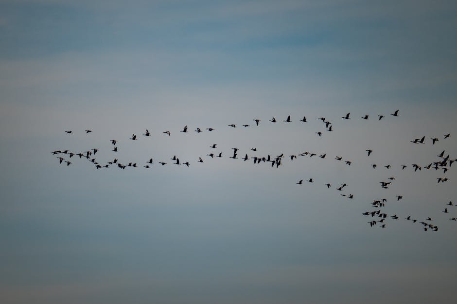 Đàn chim bay theo đội hình chữ V trên bầu trời
