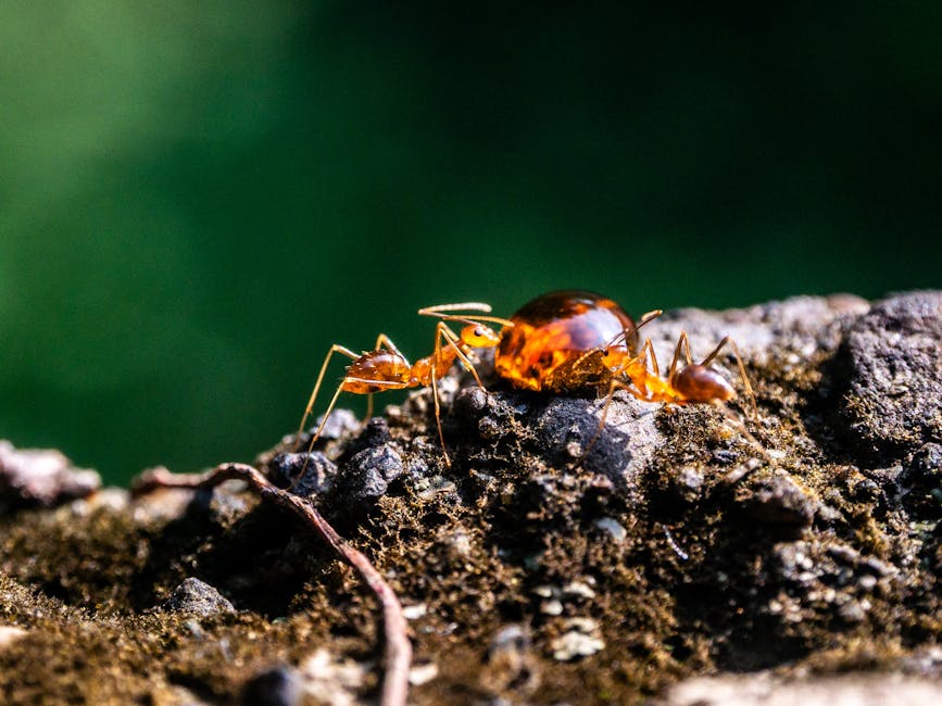 Kiến đang đi theo hàng trên mặt đất