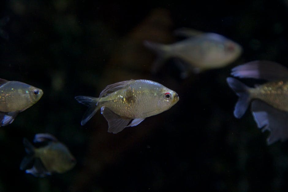 Một con cá đang bơi dưới nước, vảy lấp lánh Một con cá đang bơi dưới nước, vảy lấp lánh