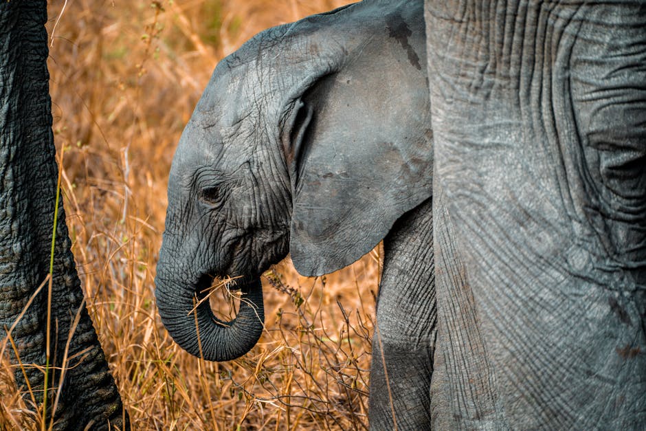 Voi con dùng vòi chạm vào voi mẹ