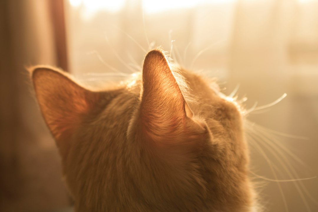 cấu tạo tai mèo cấu tạo tai mèo