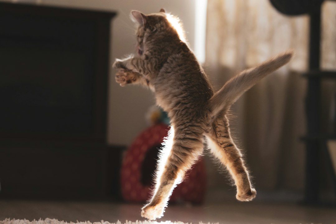 mèo xoay người trên không mèo xoay người trên không
